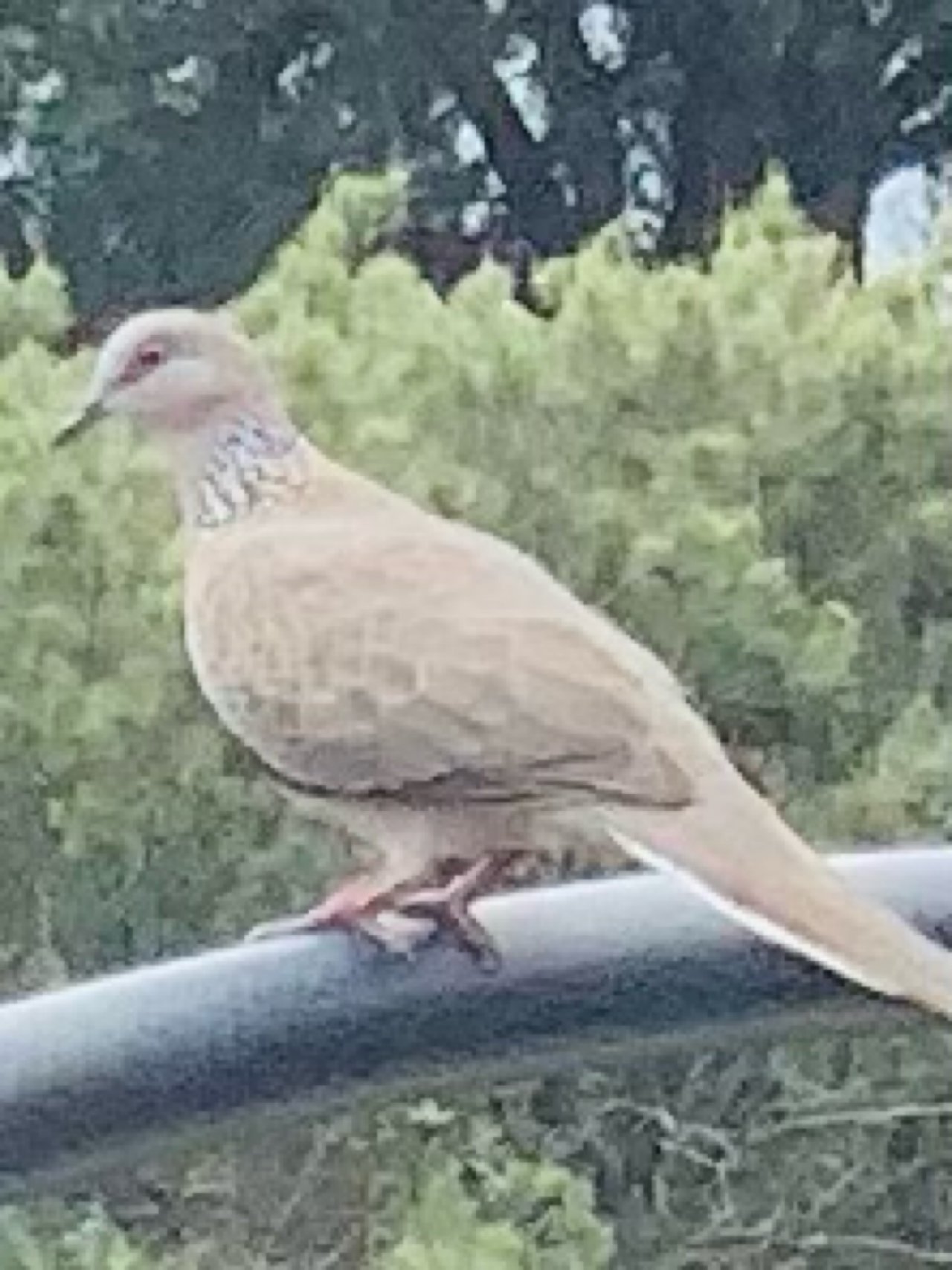 Other bird in Big City Birds App spotted by Layla1978 on 18.01.2021