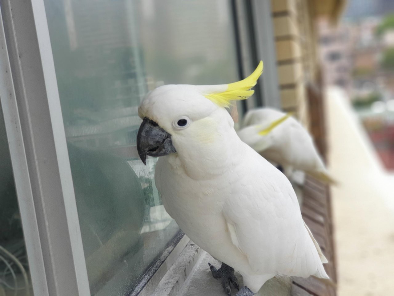 Sulphur-crested Cockatoo in Big City Birds App spotted by TomMassey on 27.02.2021