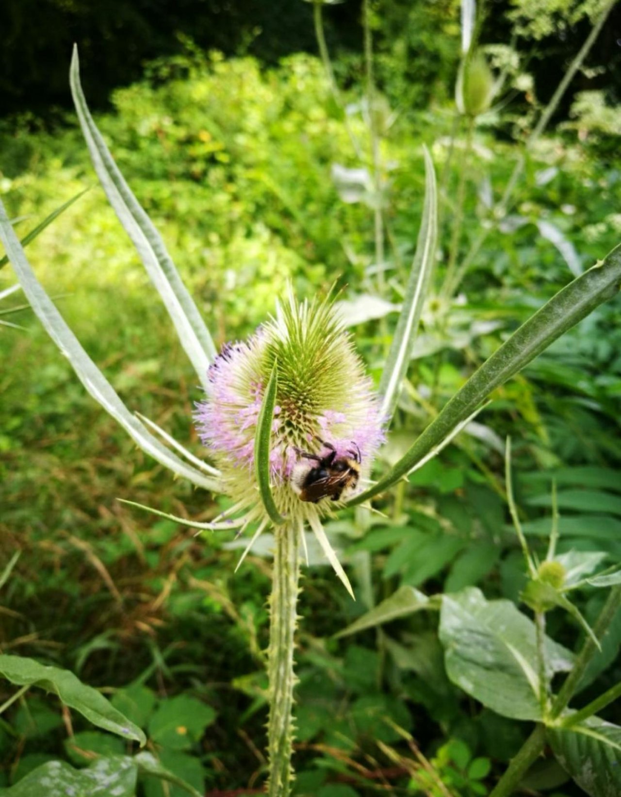 Plants in NatureSpots App spotted by Insectsvienna on 15.07.2020