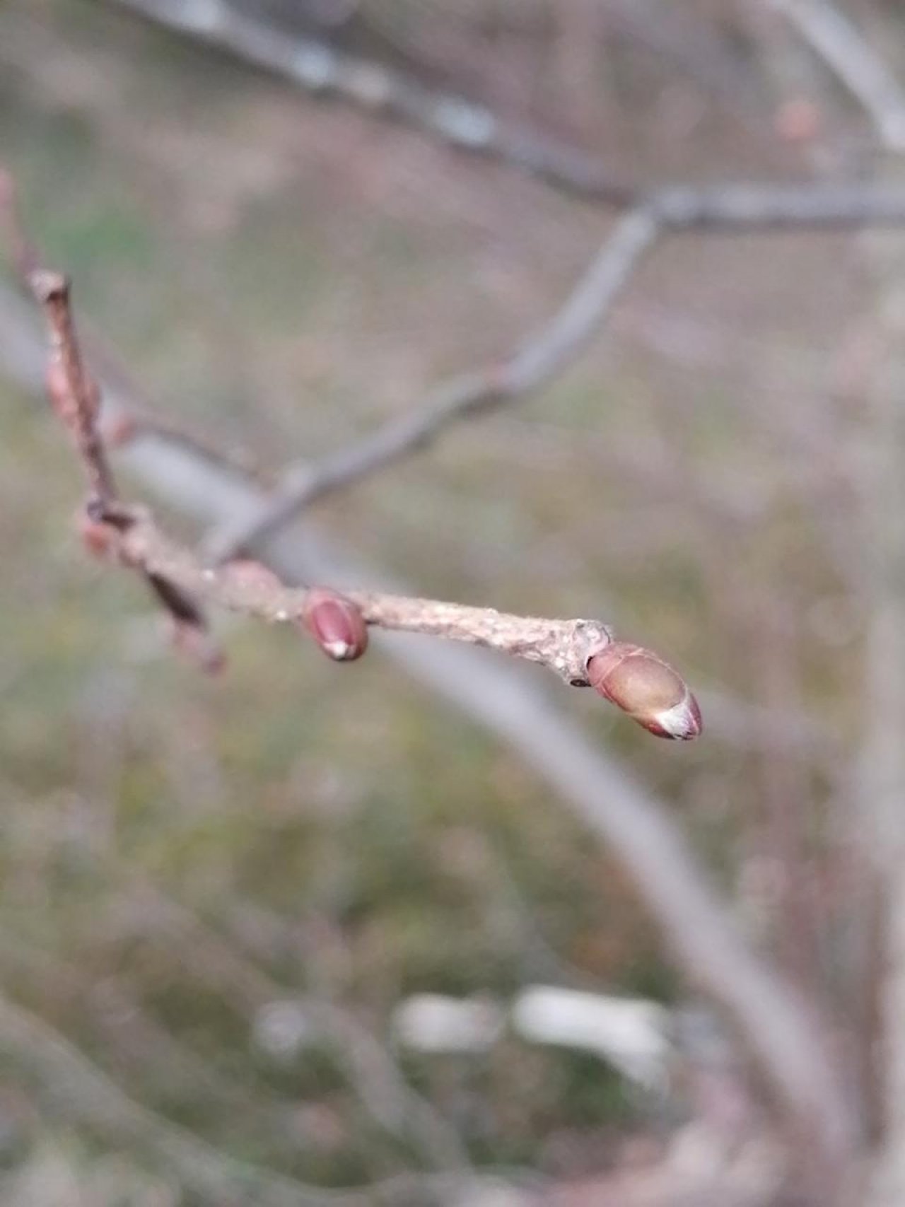 Haselstrauch in Naturkalender App spotted by Fritz Rauchenberger on 04.03.2021