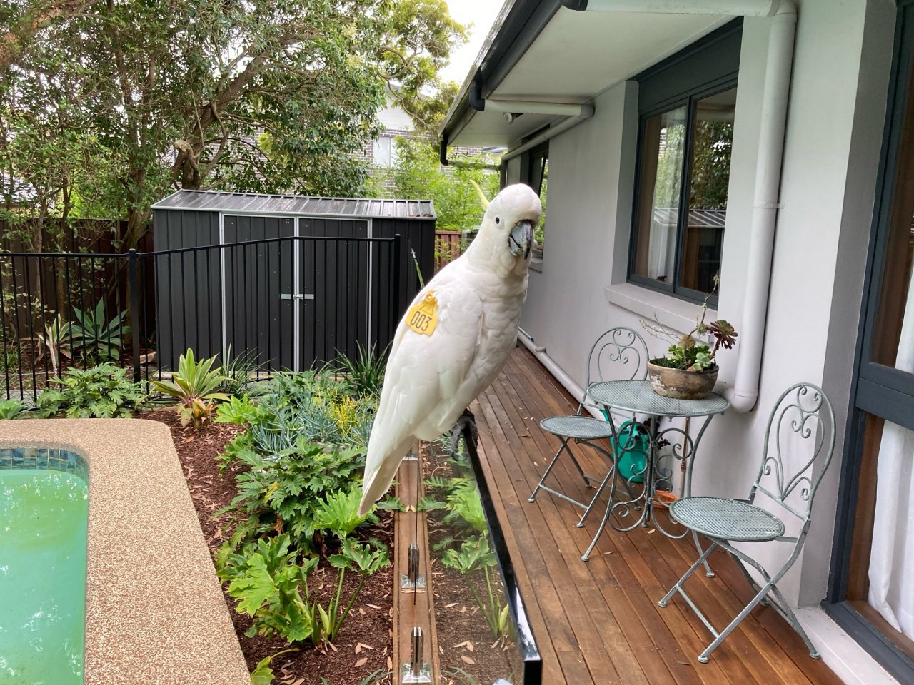 Sulphur-crested Cockatoo in Big City Birds App spotted by Martinjohnson on 09.01.2021