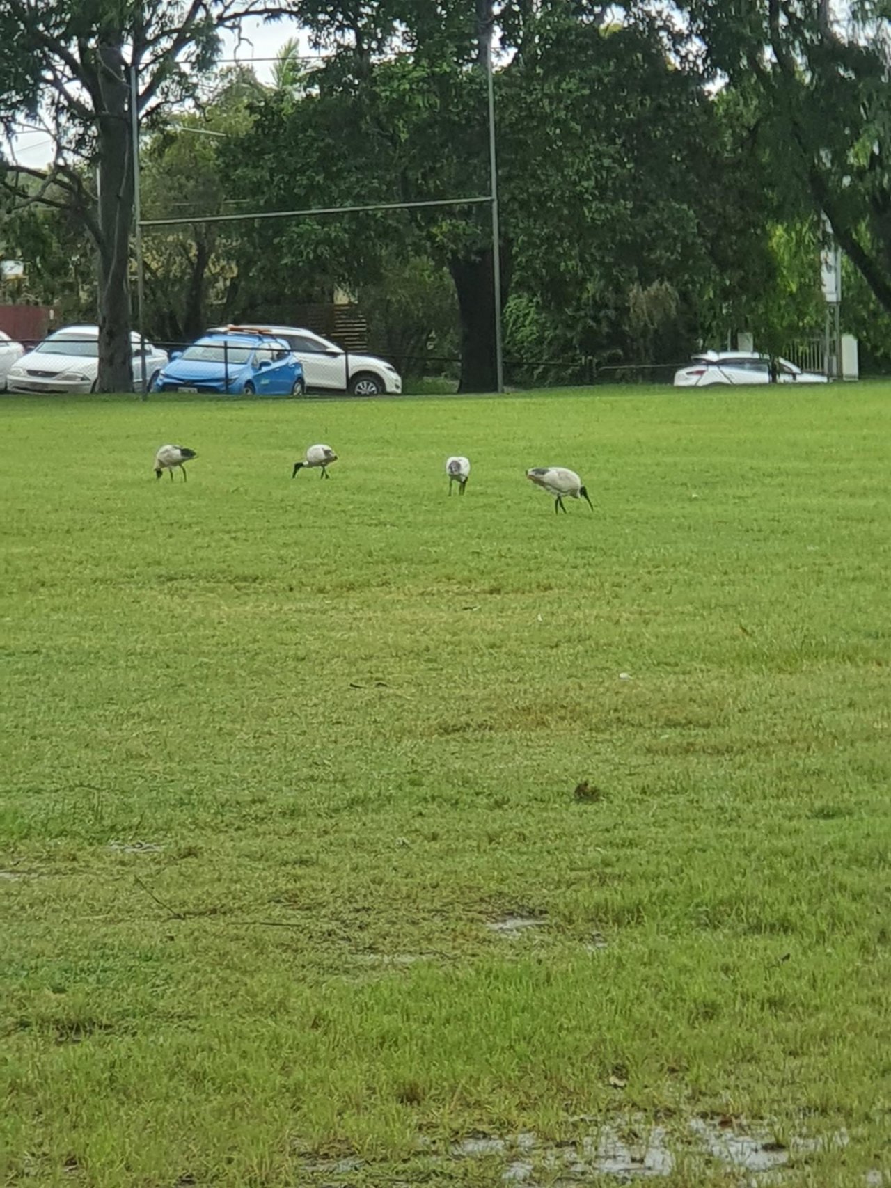 White Ibis in Big City Birds App spotted by Janice Hipperson on 11.03.2021