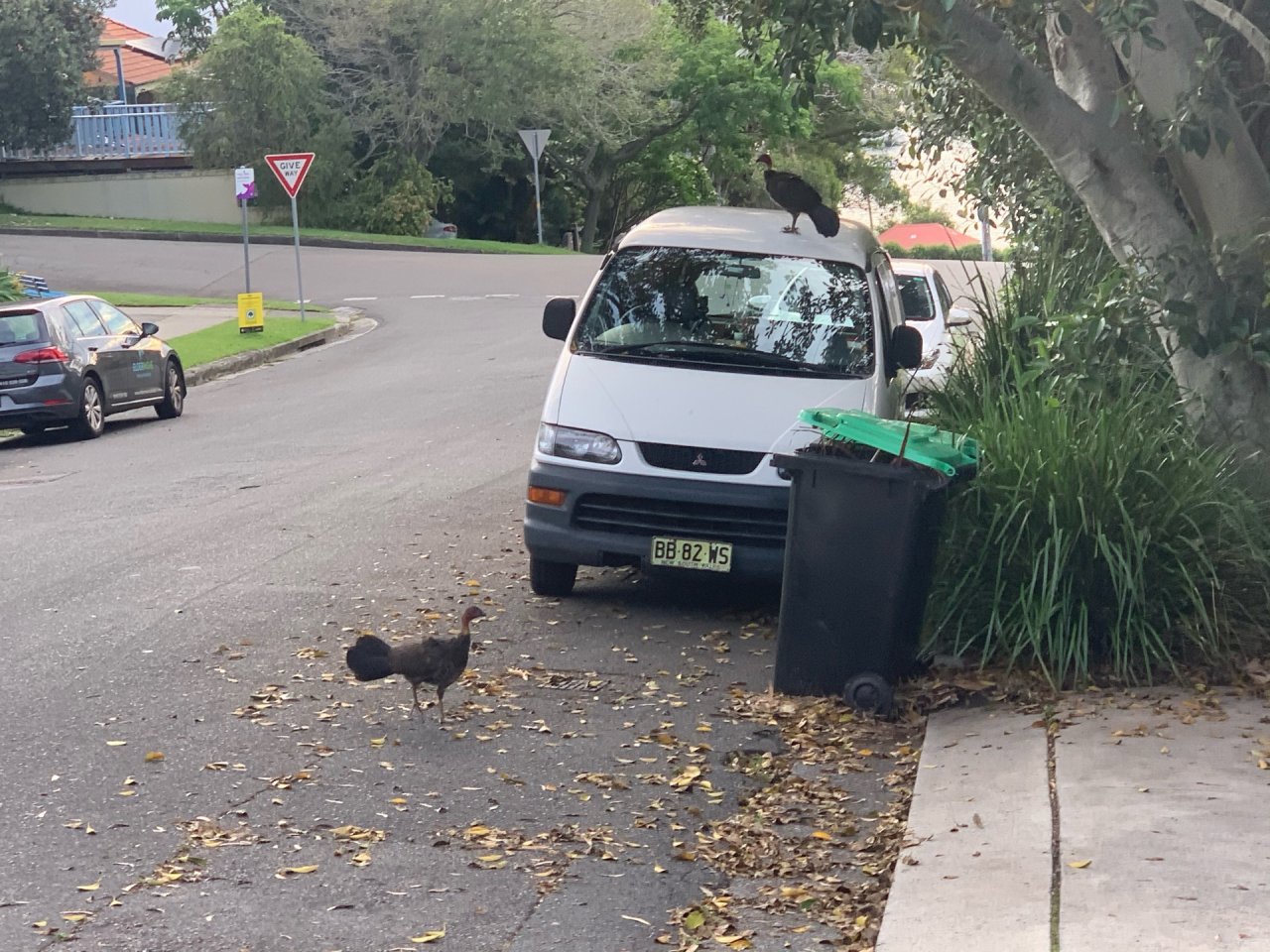 Brush-turkey in Big City Birds App spotted by John Martin on 22.12.2020