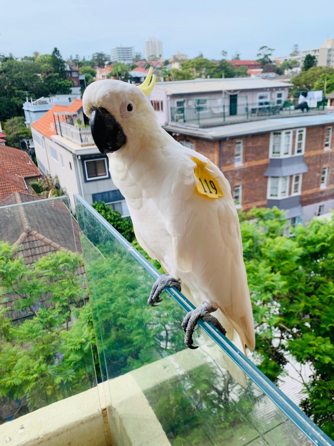 Sulphur-crested Cockatoo in Big City Birds App spotted by Susan on 04.01.2021