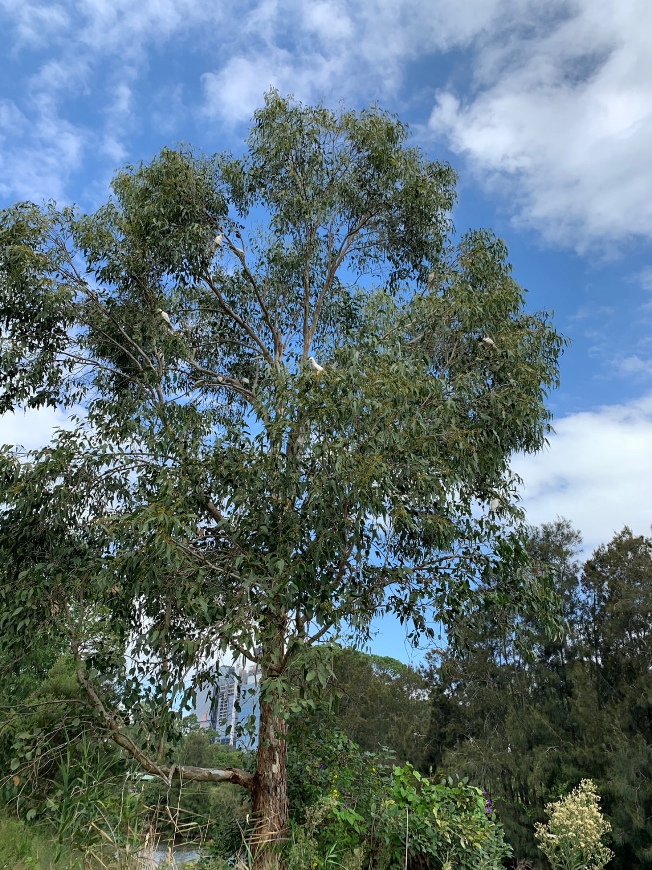 Little Corella in Big City Birds App spotted by Sean Serduk on 05.03.2021