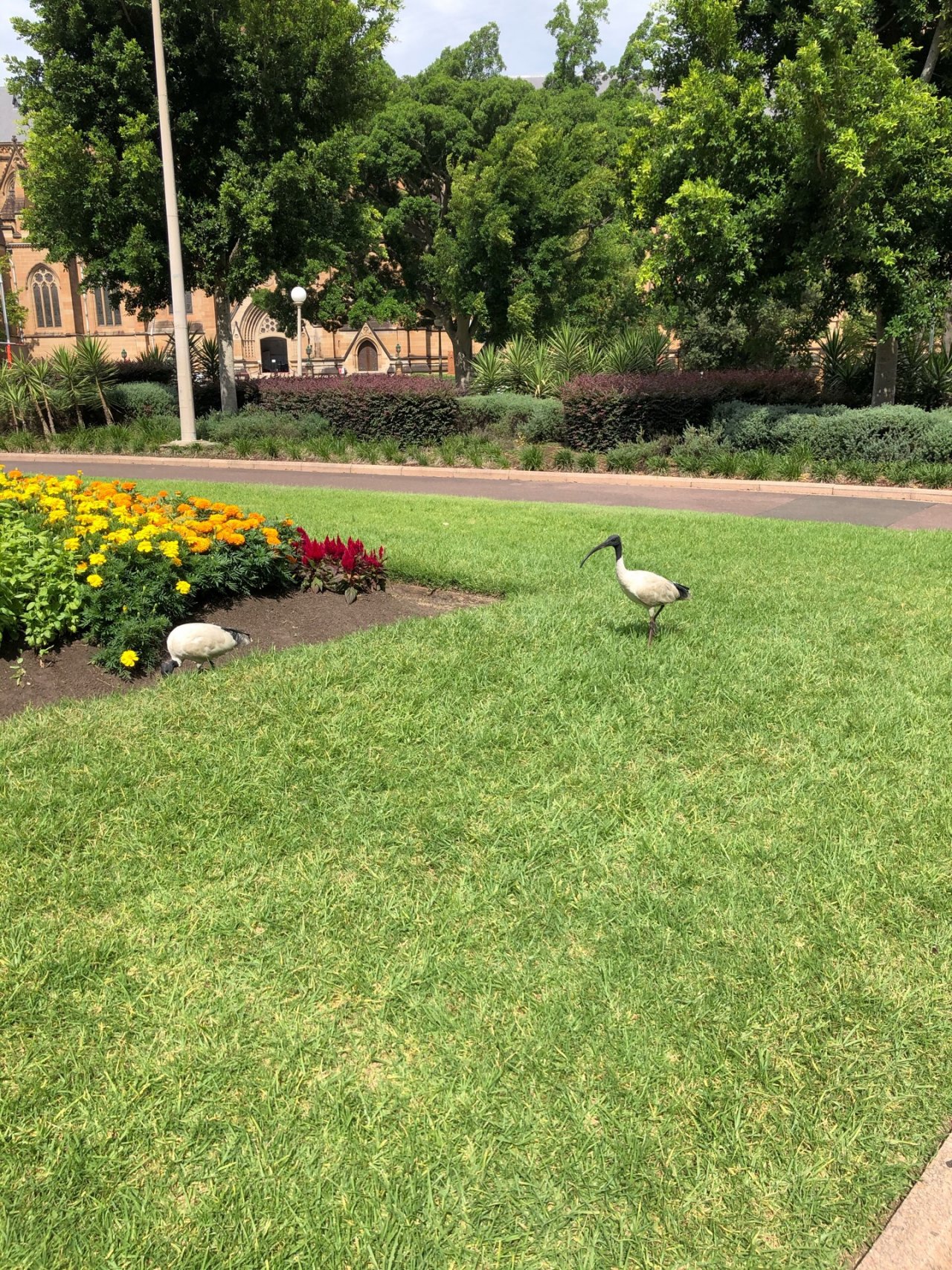 White Ibis in Big City Birds App spotted by Philipp on 15.01.2021