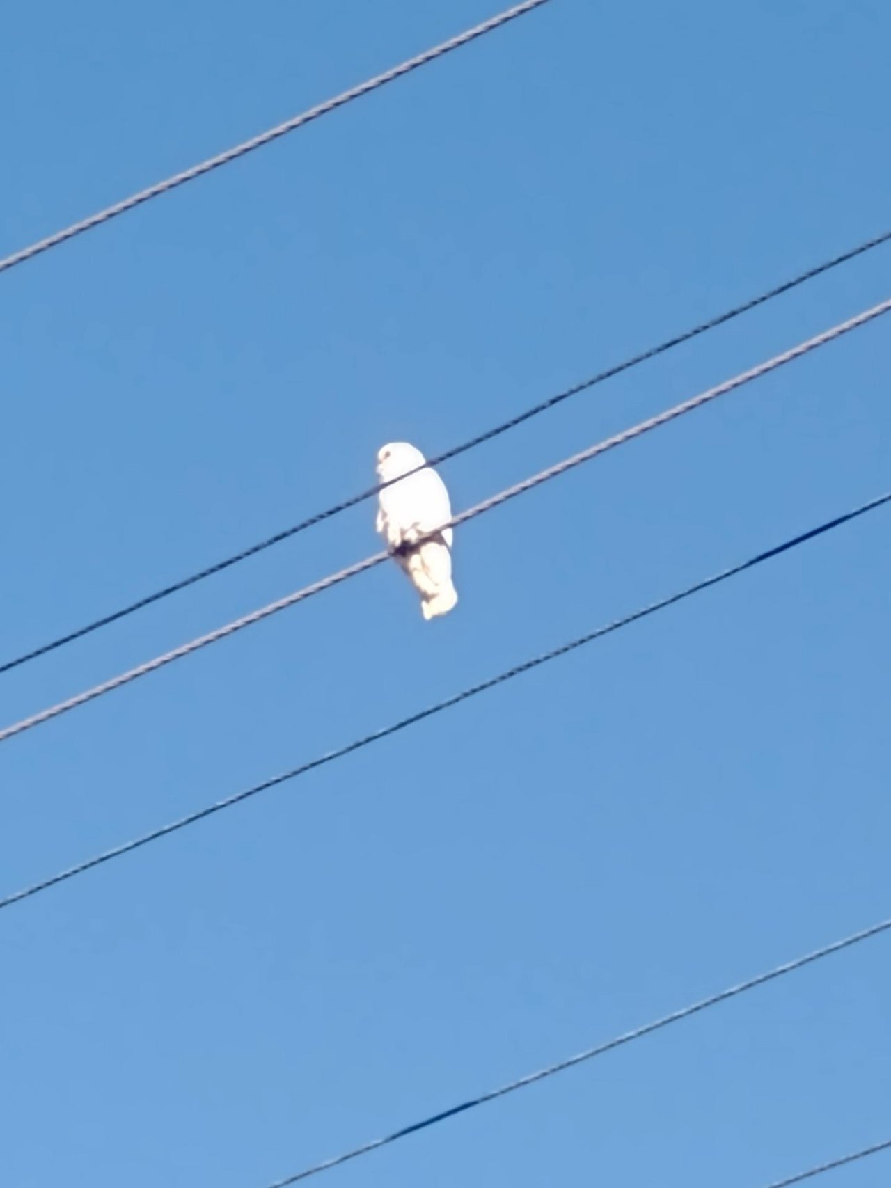 Little Corella in Big City Birds App spotted by Anna on 26.02.2021