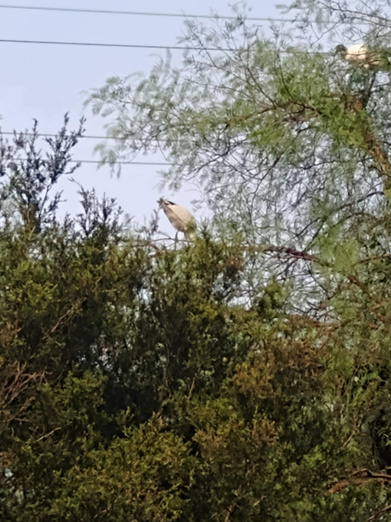 White Ibis in Big City Birds App spotted by Anna on 04.02.2021