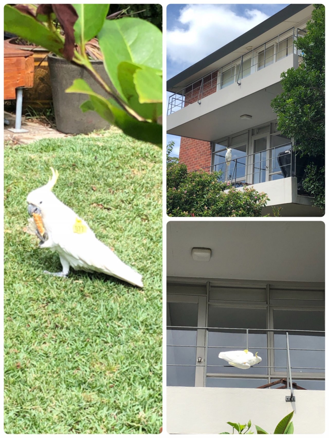 Sulphur-crested Cockatoo in Big City Birds App spotted by Cockie on 24.12.2020