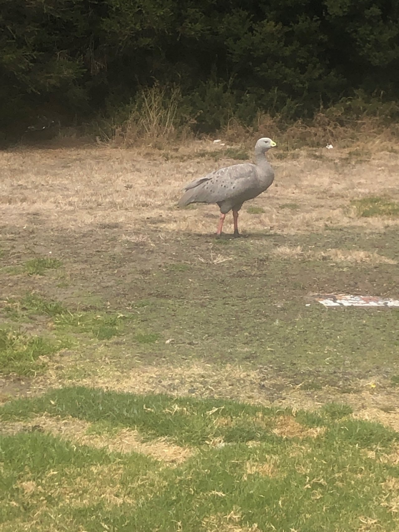 Cape Barren Goose in ClimateWatch App spotted by Ellaberry on 25.02.2021