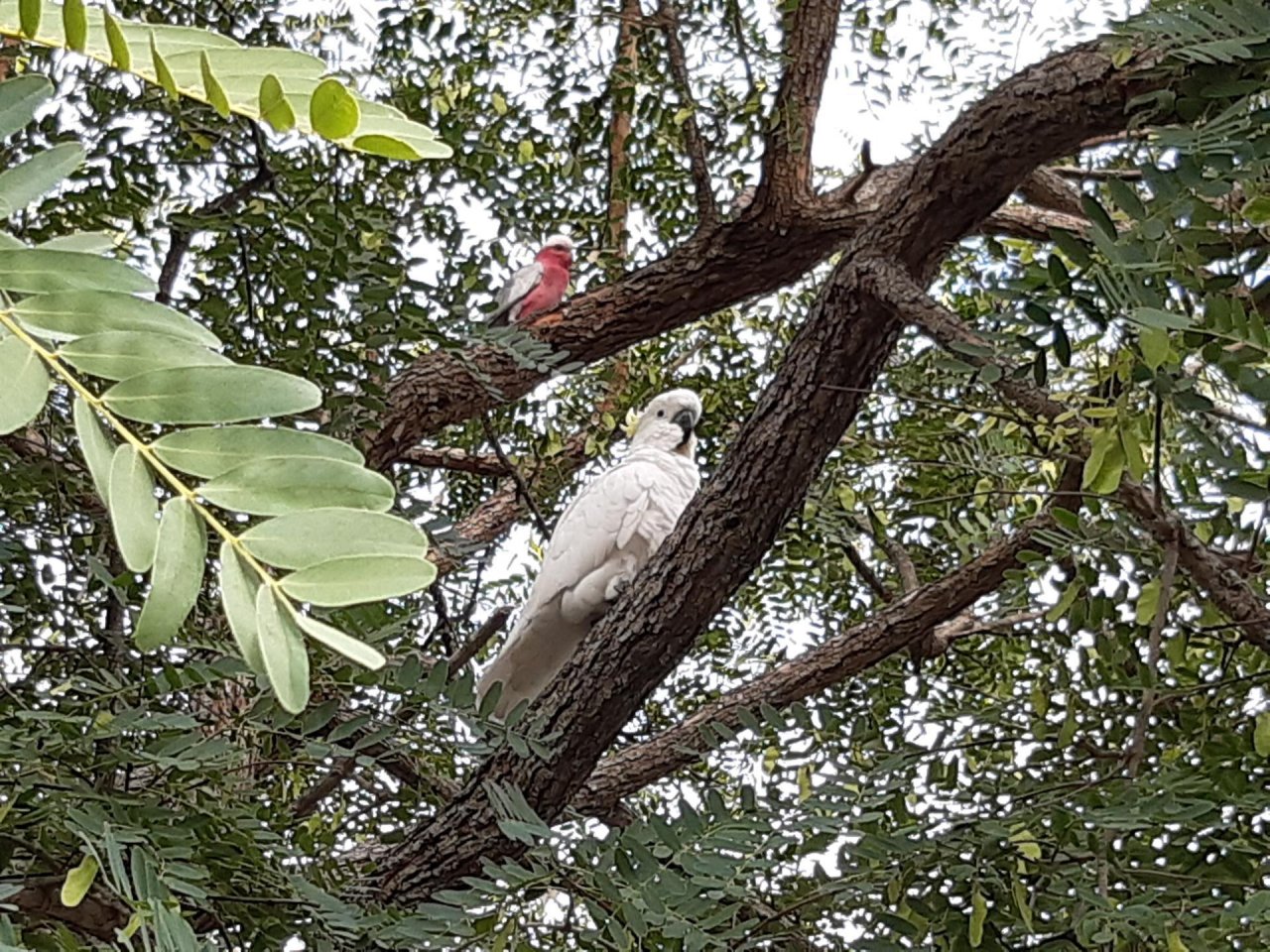 Sulphur-crested Cockatoo in Big City Birds App spotted by Feather on 04.01.2021