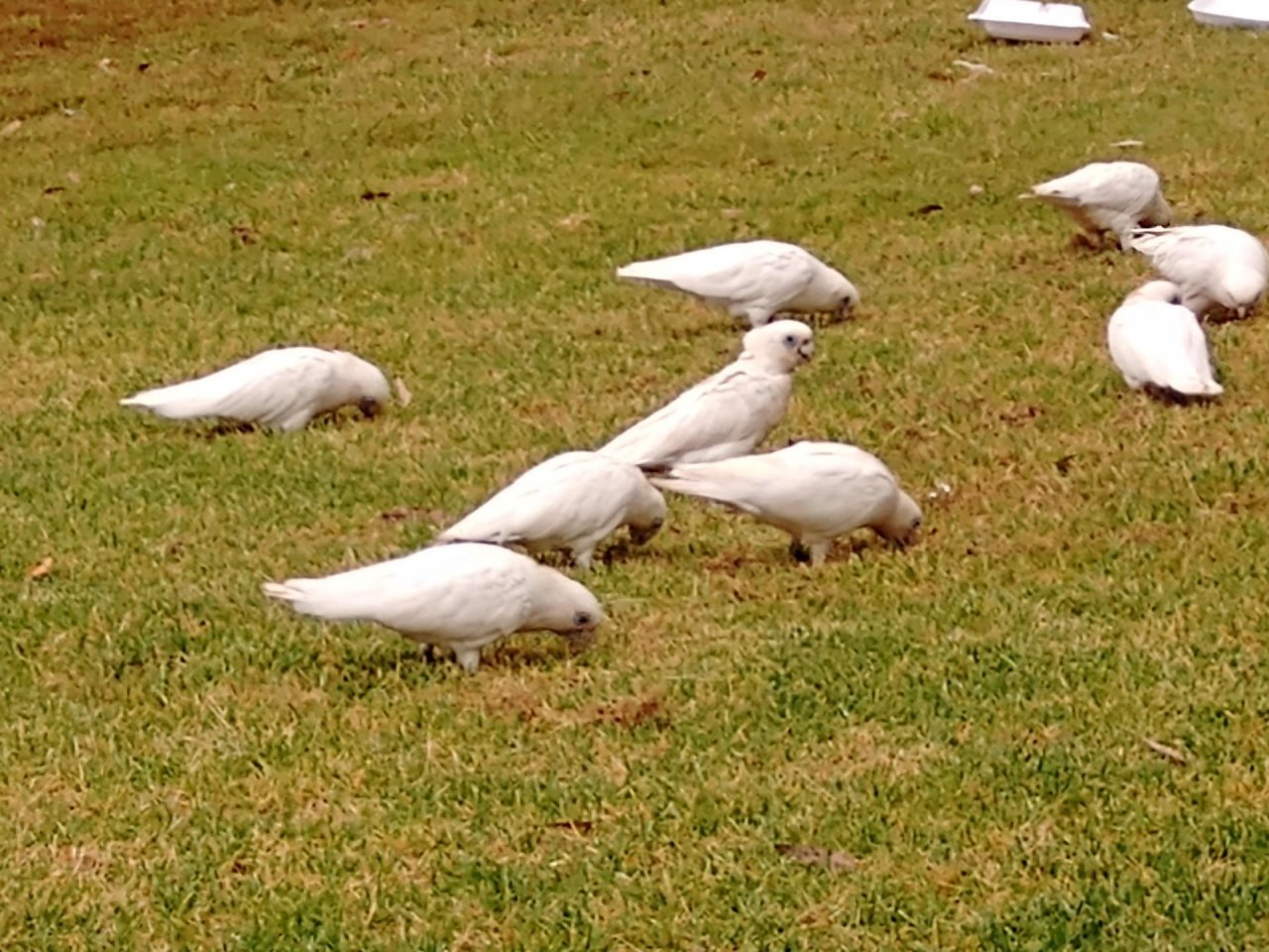 Little Corella in Big City Birds App spotted by Anna on 15.12.2020