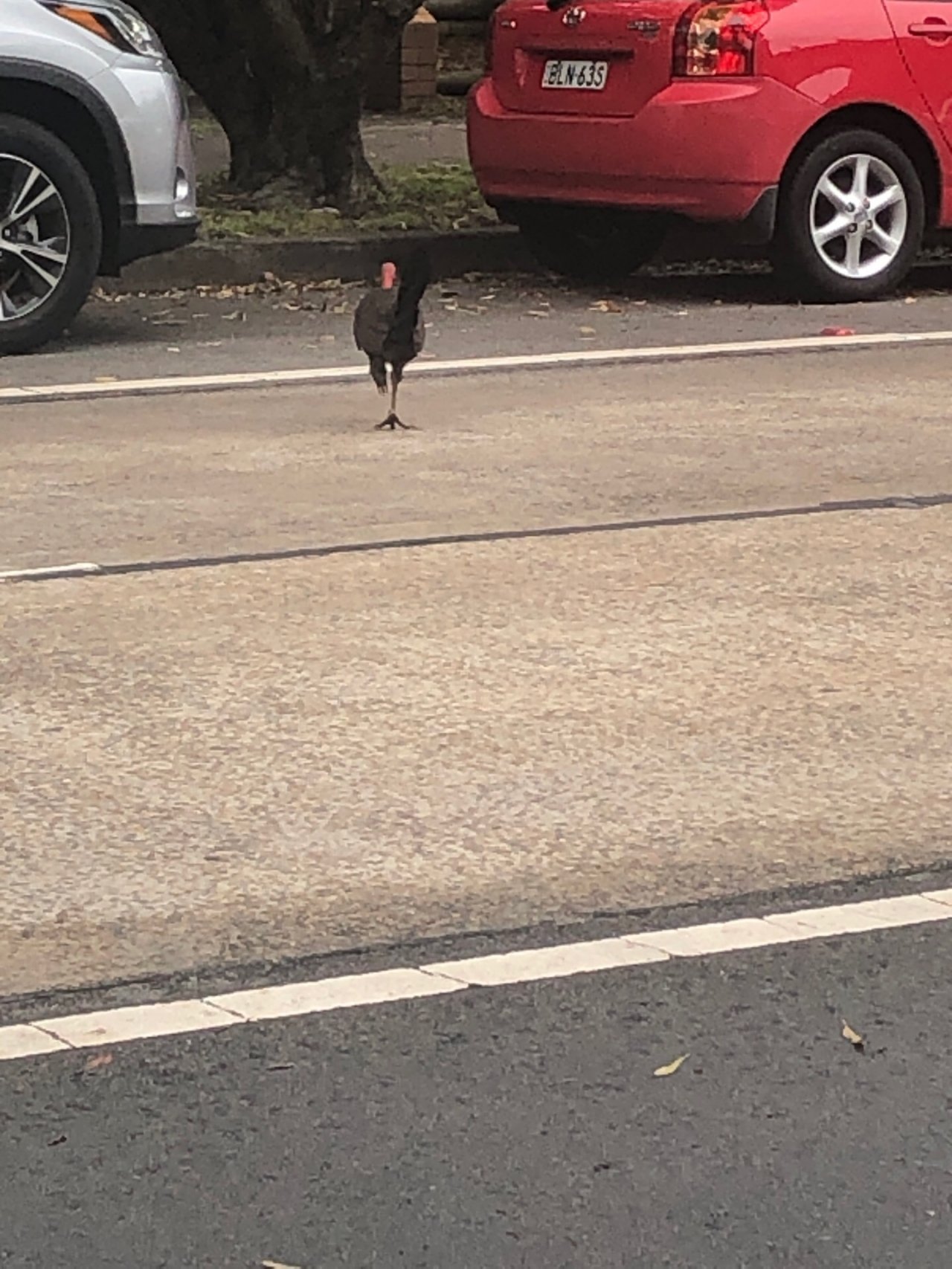 Brush-turkey in Big City Birds App spotted by Dominic Tate on 06.02.2021