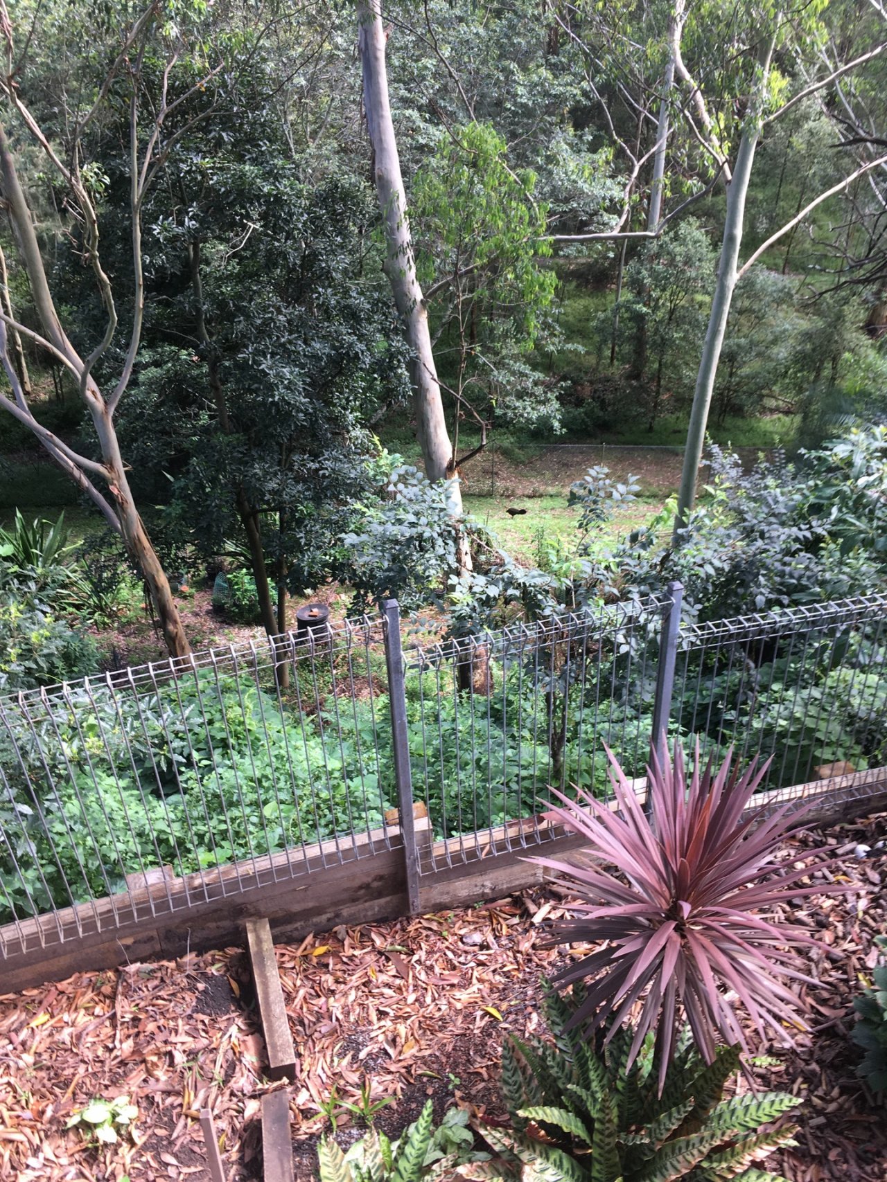 Brush-turkey in Big City Birds App spotted by Margaret Scott on 26.12.2020