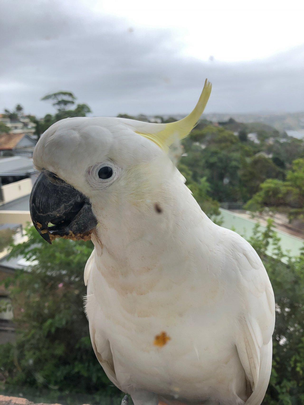 Sulphur-crested Cockatoo in Big City Birds App spotted by Cockie on 28.12.2020