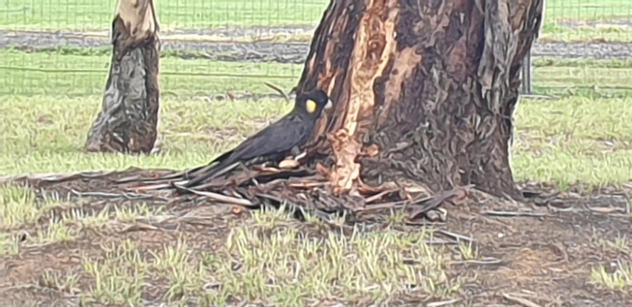 Other bird in Big City Birds App spotted by Rita Angus on 31.12.2020