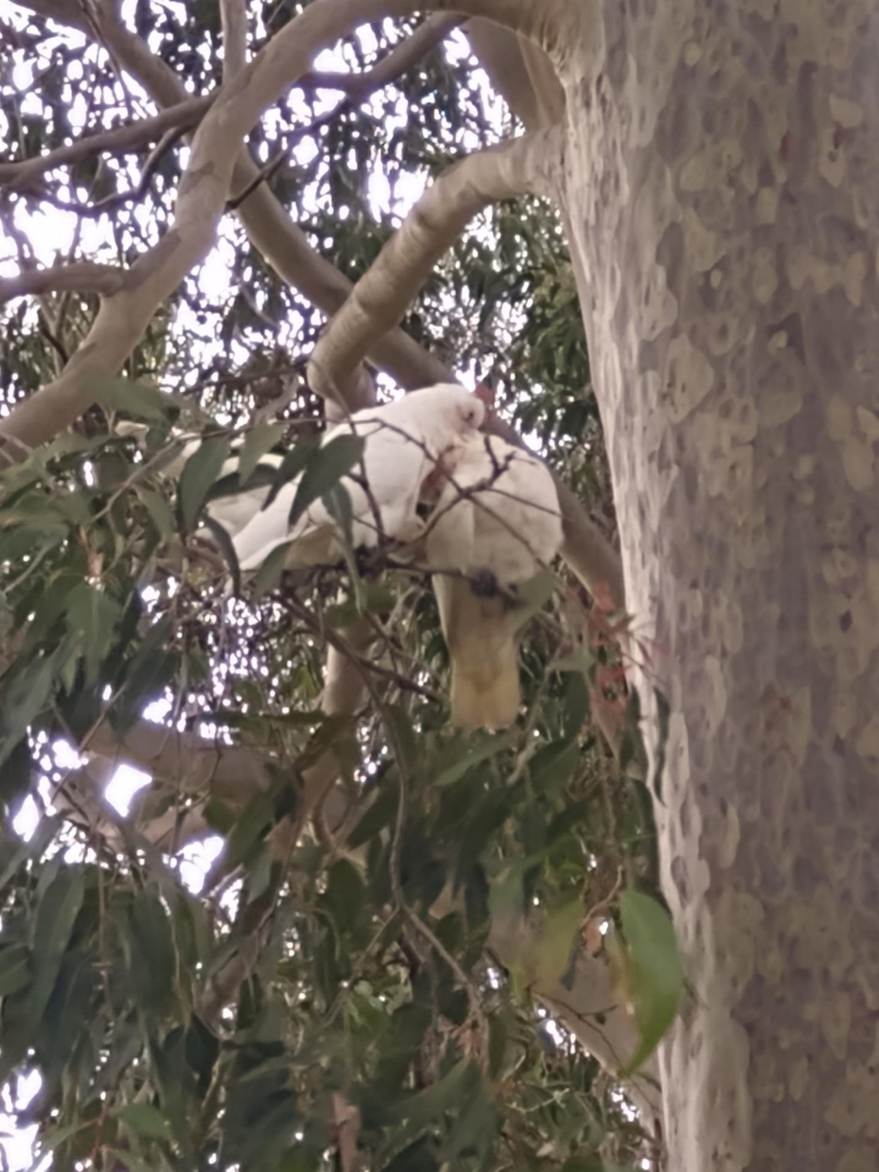 Little Corella in Big City Birds App spotted by Anna on 24.02.2021