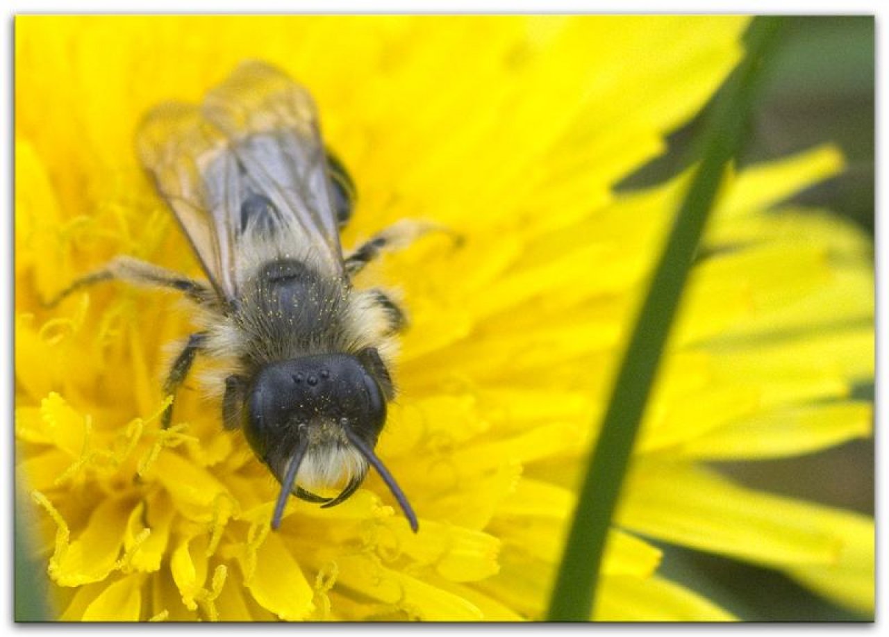Dandelion in Spot-a-Bee App spotted by Danny VG on 19.04.2019