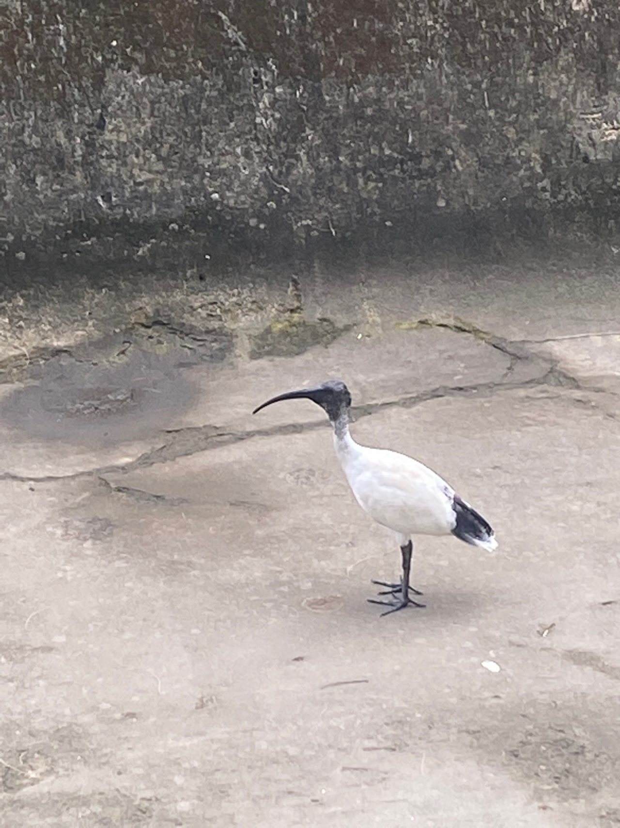 White Ibis in Big City Birds App spotted by Scurge on 02.03.2021