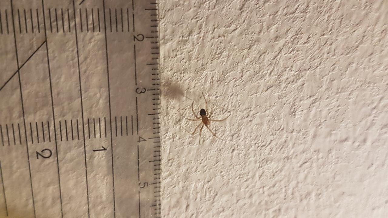 Tiny spider in SpiderSpotter App spotted by Ka vonSeiten on 11.02.2021