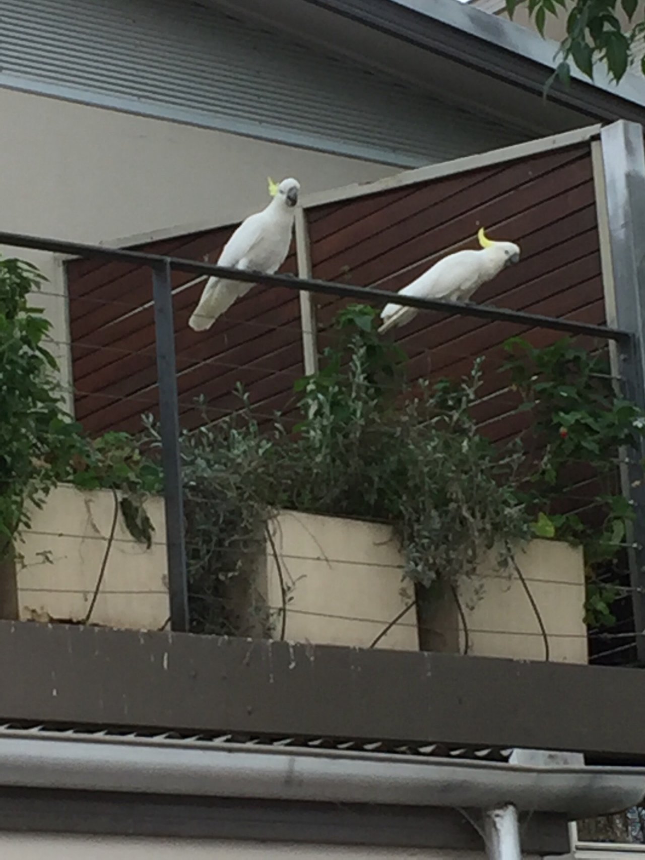 Sulphur-crested Cockatoo in Big City Birds App spotted by Kate Eatts on 13.12.2020
