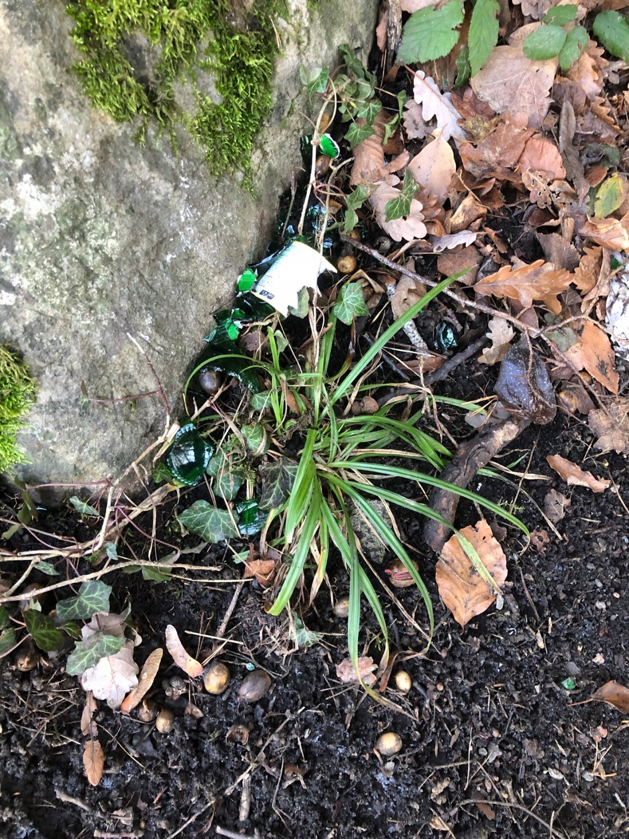 litter in DRECKSPOTZ | GLOBAL 2000 App spotted by Christian Ganahl on 30.12.2020