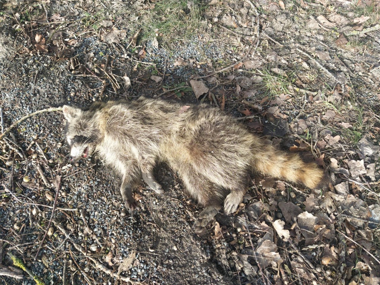 Waschbär in Roadkill App spotted by Chris Fred on 20.02.2021