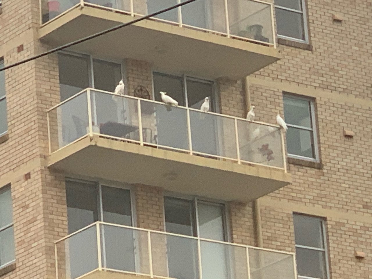 Sulphur-crested Cockatoo in Big City Birds App spotted by John Martin on 16.12.2020