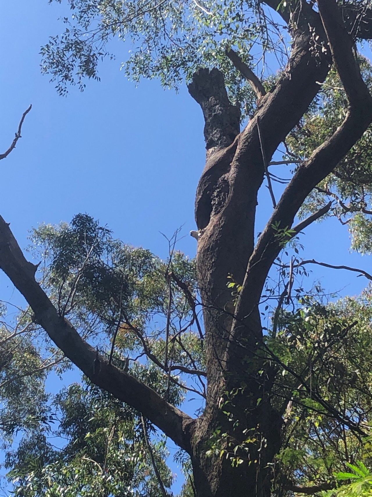 Sulphur-crested Cockatoo in Big City Birds App spotted by Apspaa on 27.12.2020