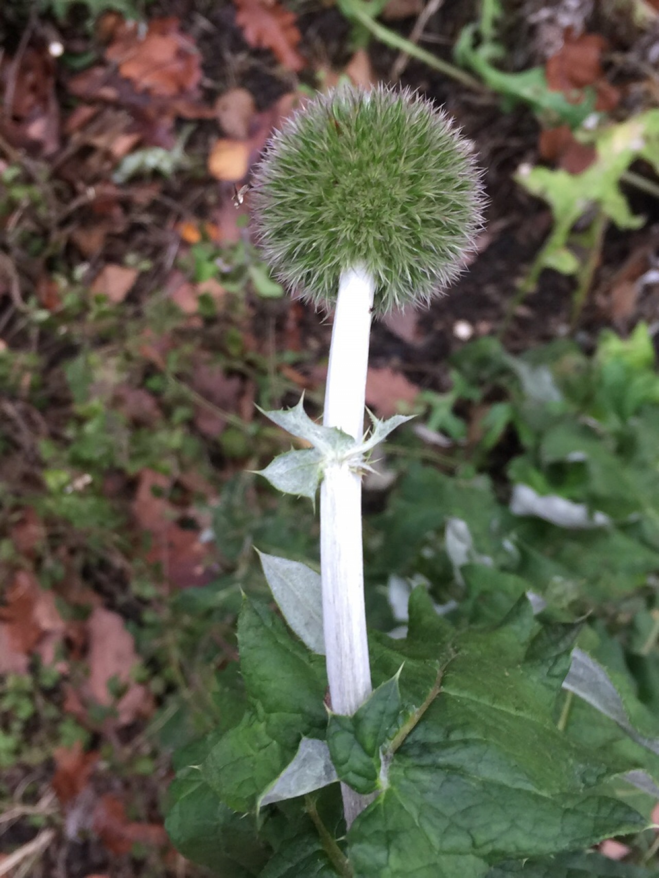 heute noch eine herrliche distel mit ganz weissem
stiel und kleinem blattkranz 