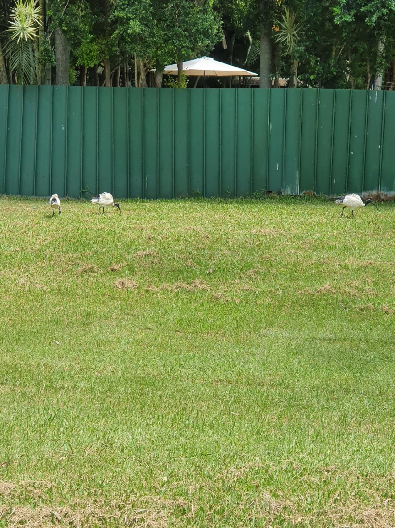 White Ibis in Big City Birds App spotted by Janice Hipperson on 17.01.2021