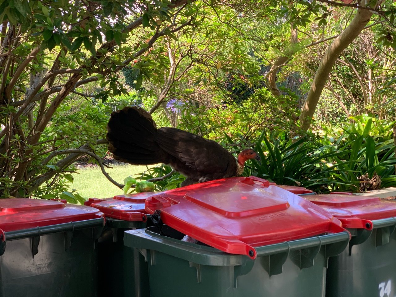 Brush-turkey in Big City Birds App spotted by rflcdlm on 05.01.2021