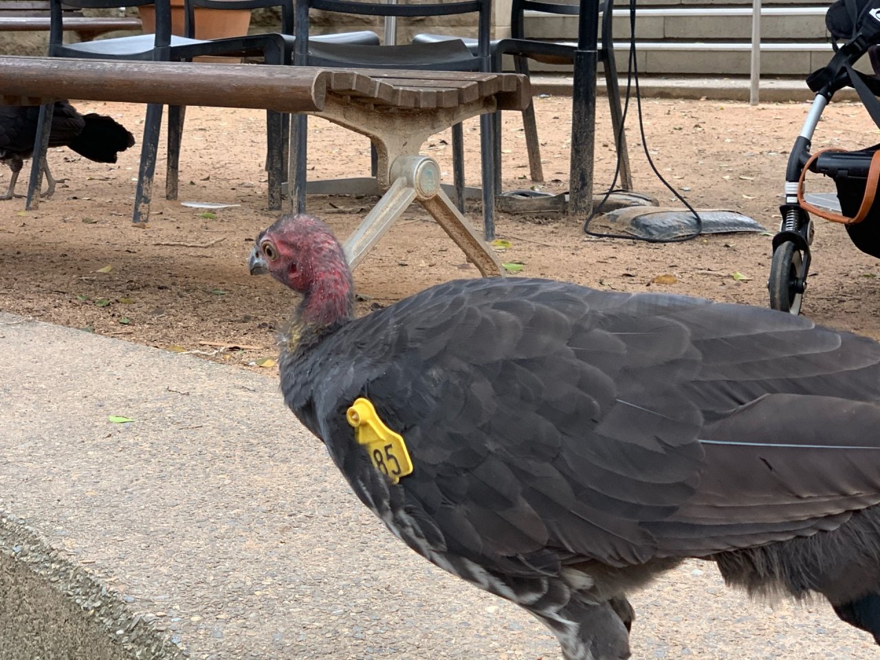 Brush-turkey in Big City Birds App spotted by John Martin on 15.02.2021