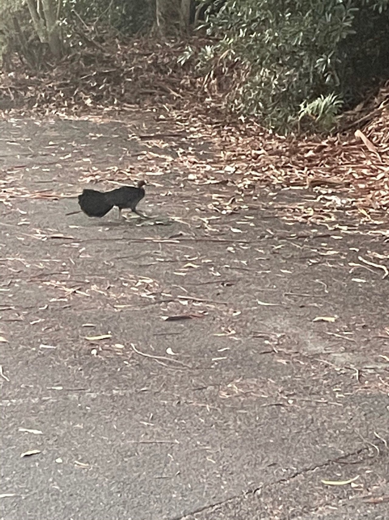 Brush-turkey in Big City Birds App spotted by John Newton on 22.01.2021