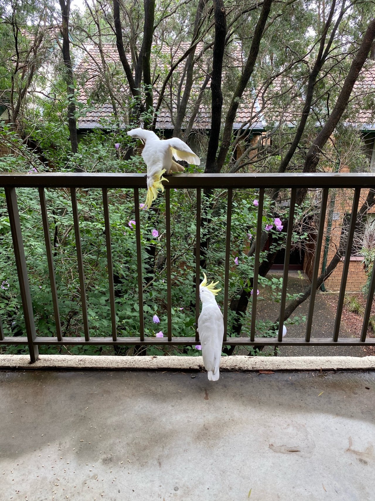 Sulphur-crested Cockatoo in Big City Birds App spotted by Amy Renae on 22.12.2020