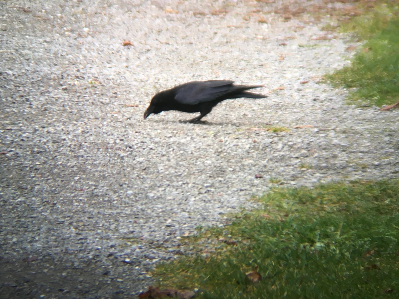 Carrion Crow in KraMobil App spotted by Andreas Ryser on 14.12.2020