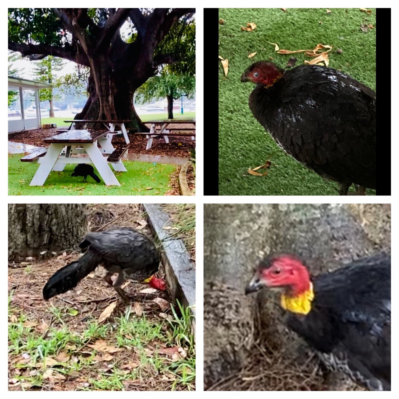 Brush-turkey in Big City Birds App spotted by ednaward on 29.12.2020