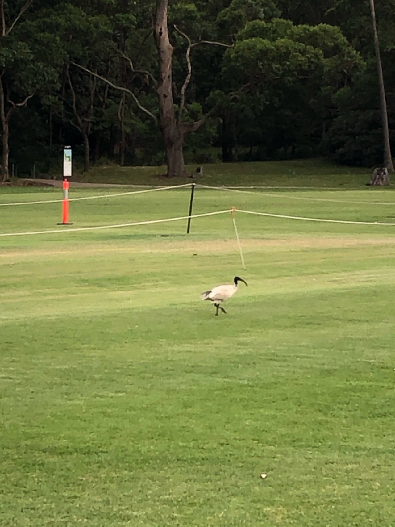 White Ibis in Big City Birds App spotted by Cockie on 18.12.2020