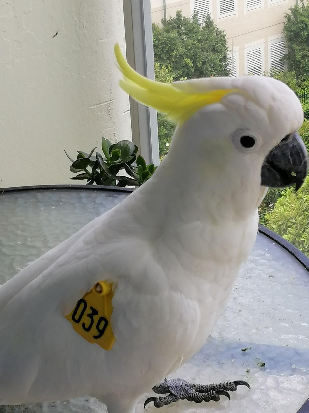 Sulphur-crested Cockatoo in Big City Birds App spotted by Loudboy on 30.12.2020