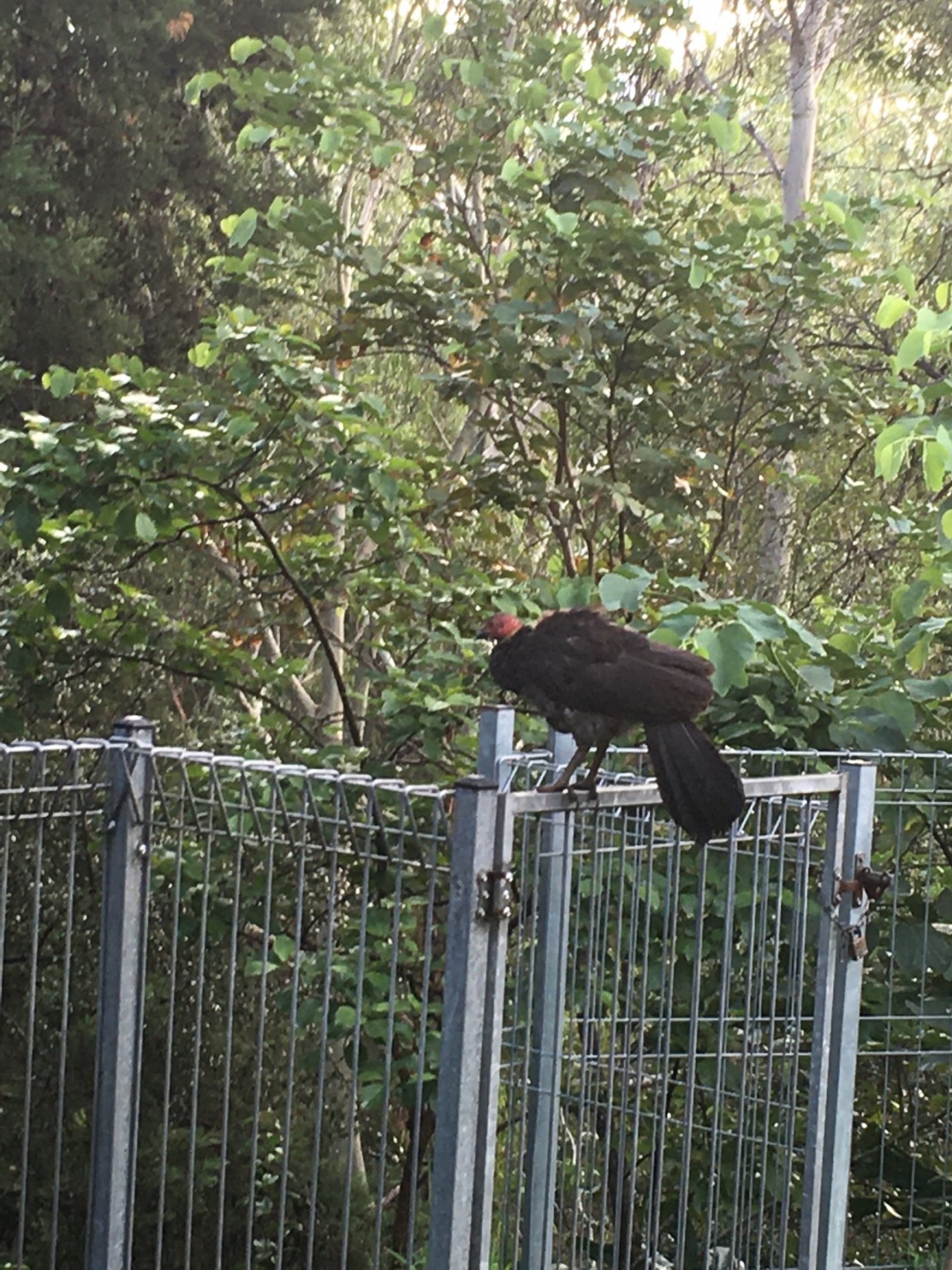 Brush-turkey in Big City Birds App spotted by Margaret Scott on 17.02.2021