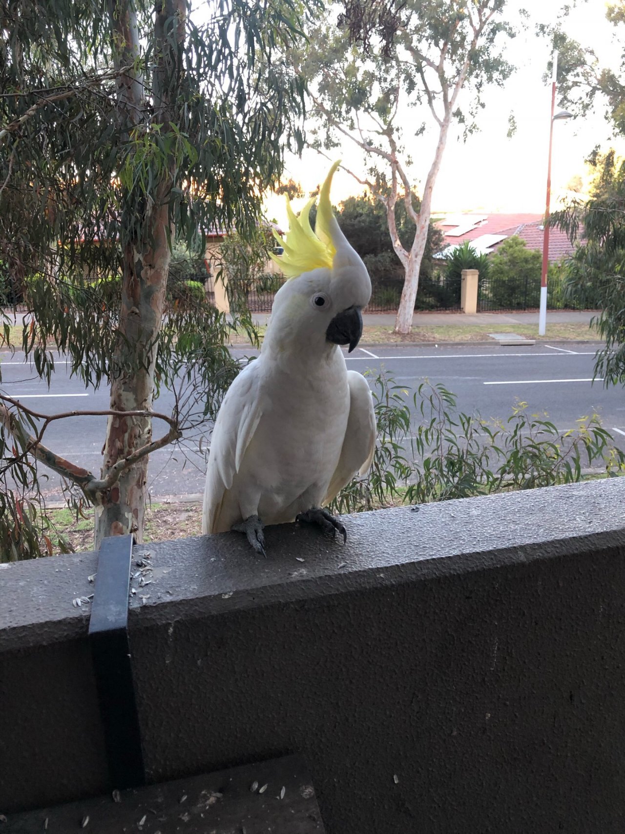 Sulphur-crested Cockatoo in Big City Birds App spotted by Brinxs on 16.12.2020