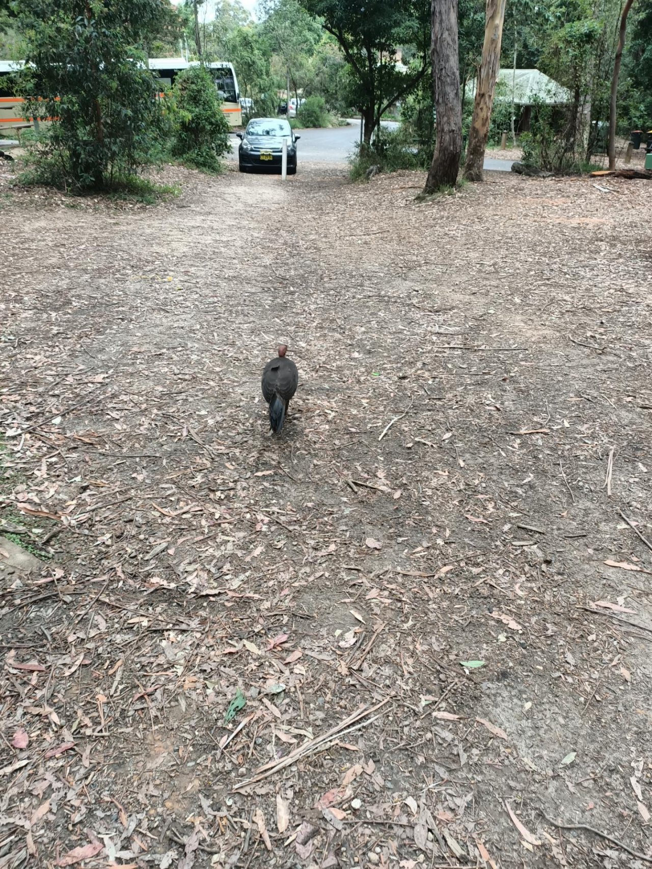 Brush-turkey in Big City Birds App spotted by Madi Le M on 14.12.2020