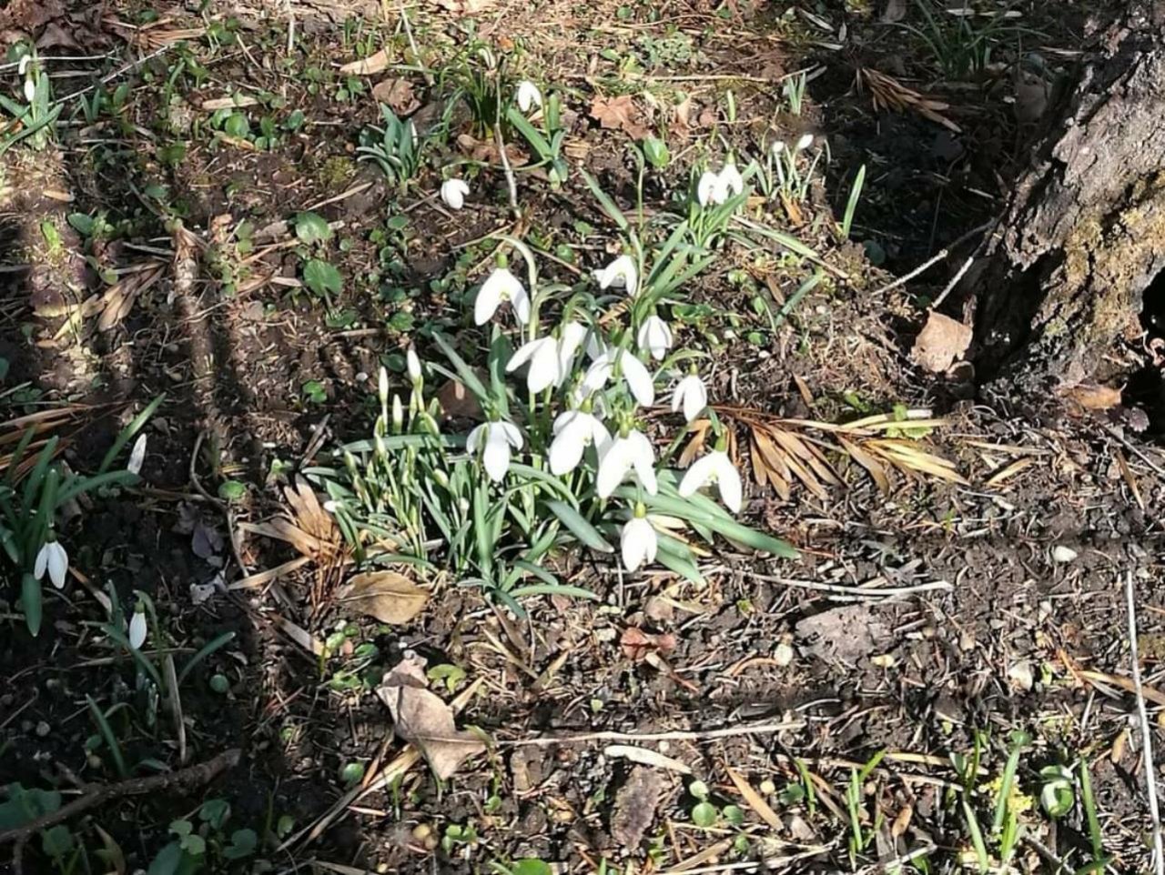 Kleines Schneegloeckchen in Naturkalender App spotted by Insectsvienna on 05.02.2021