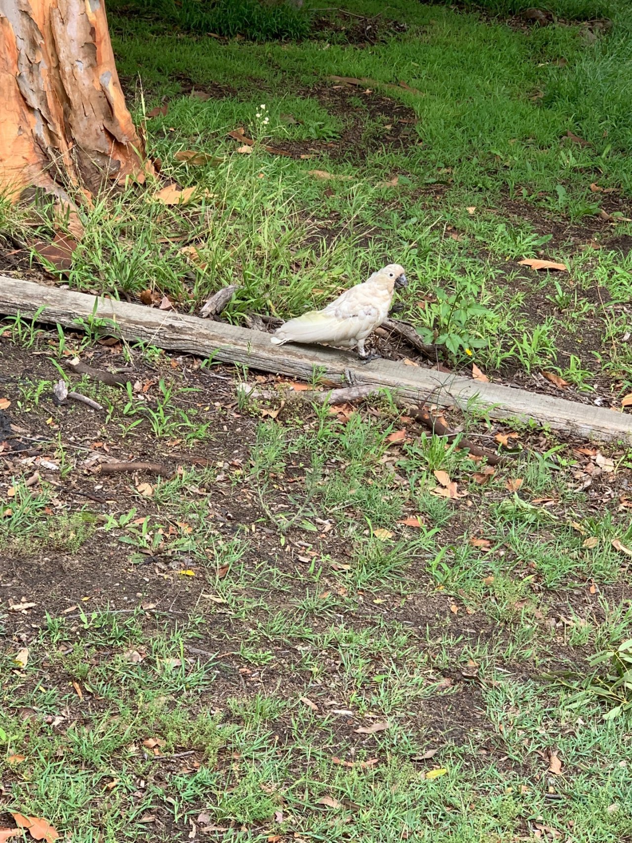 Sulphur-crested Cockatoo in Big City Birds App spotted by Sean Serduk on 31.12.2020