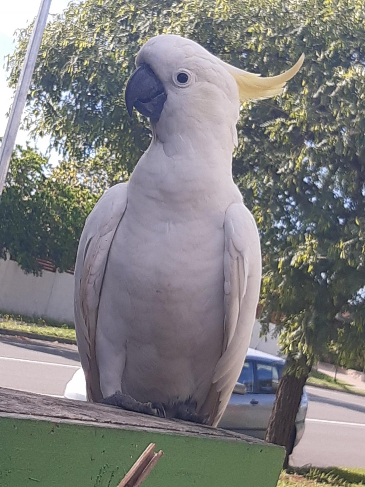 Sulphur-crested Cockatoo in Big City Birds App spotted by Feather on 23.12.2020