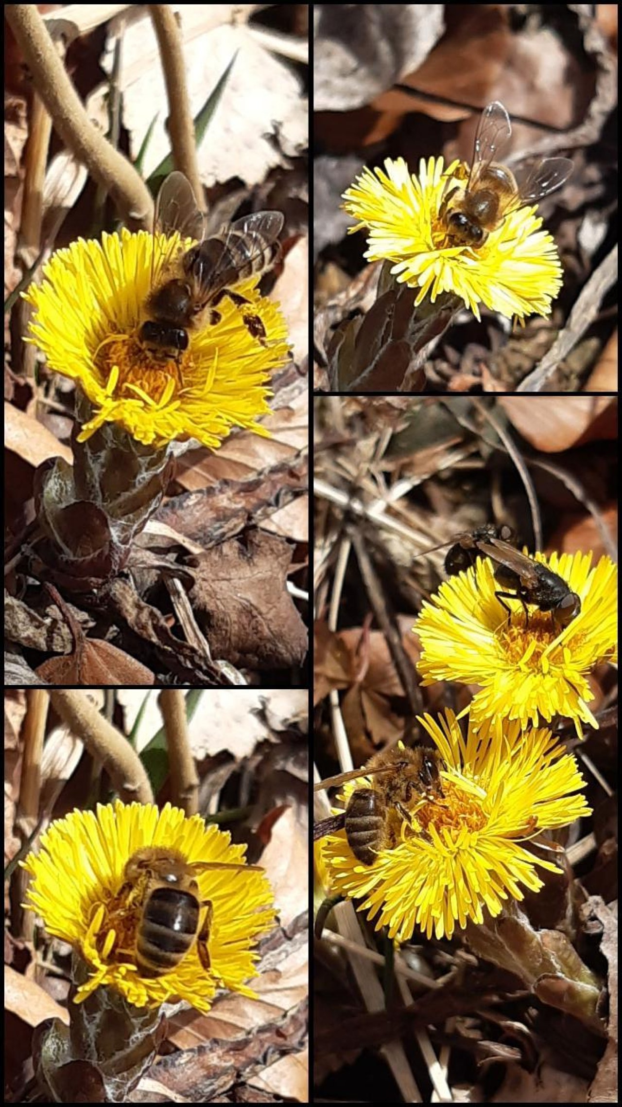 Biene Sammelflug in Naturkalender App spotted by Steinbock on 24.02.2021