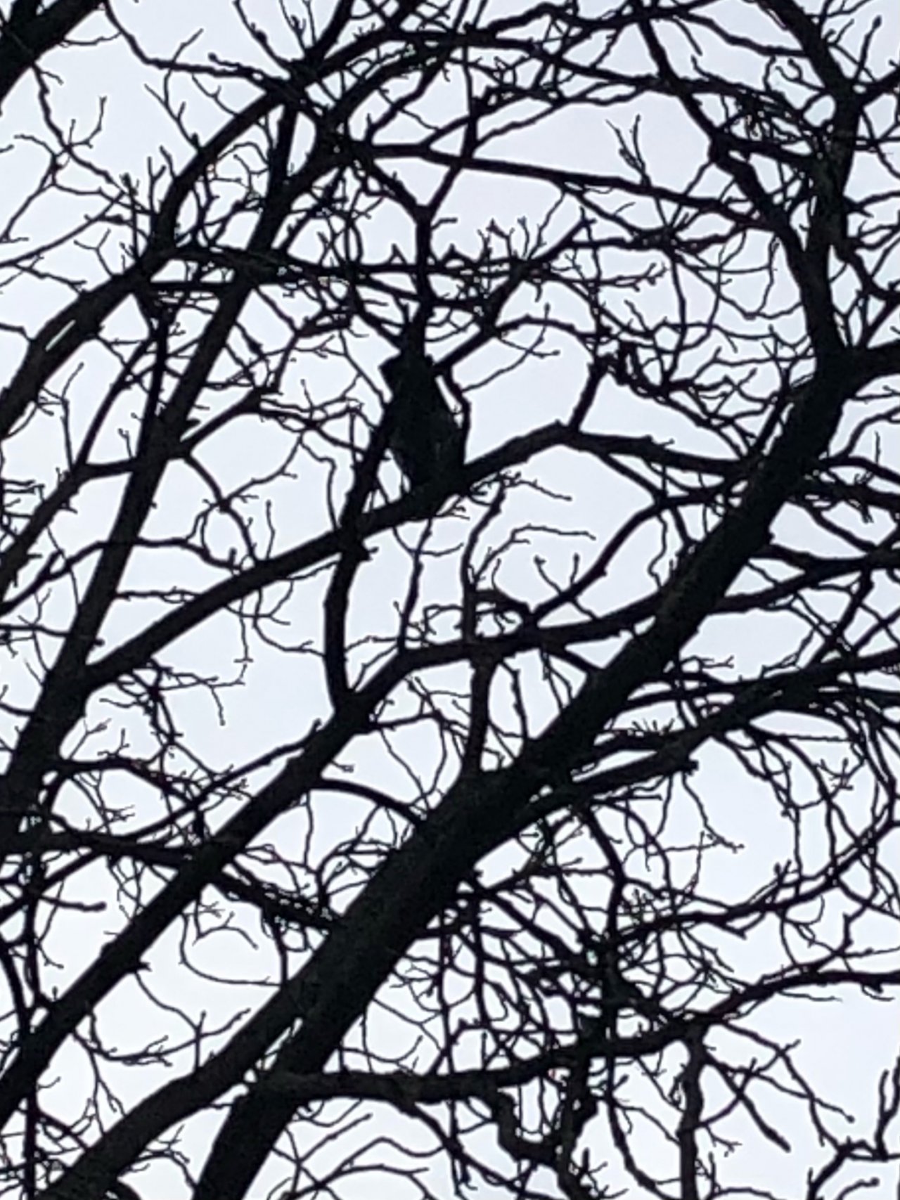 Carrion Crow in KraMobil App spotted by Krarin on 20.02.2021