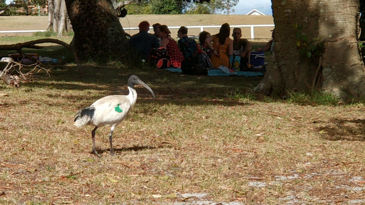 White Ibis in Big City Birds App spotted by Phuong on 12.12.2020
