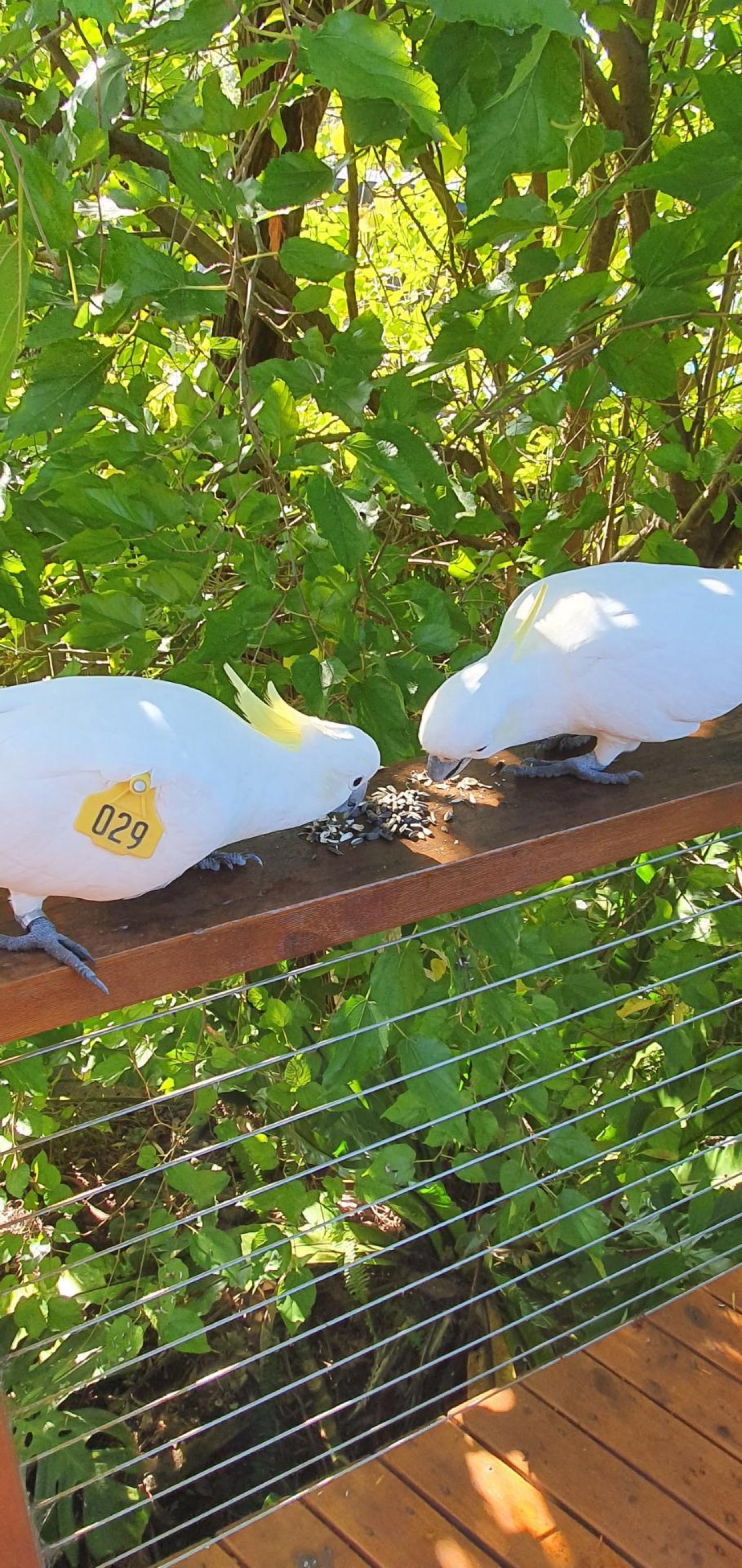 Sulphur-crested Cockatoo in Big City Birds App spotted by Fullersrd on 26.02.2021