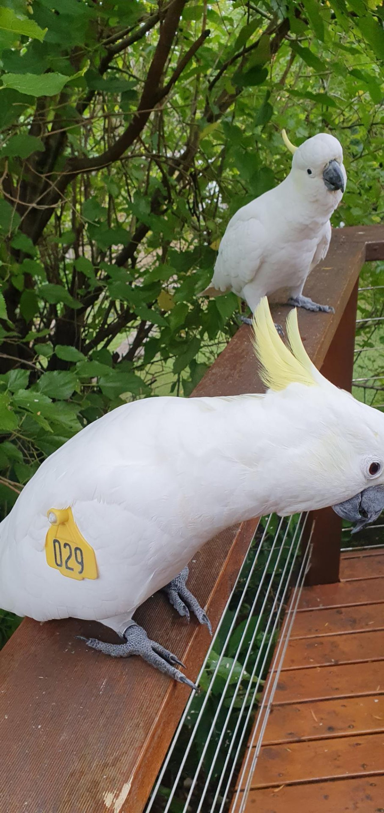 Sulphur-crested Cockatoo in Big City Birds App spotted by Fullersrd on 27.02.2021